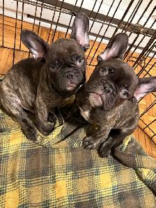 french bulldog /bulldog français - Photo 2
