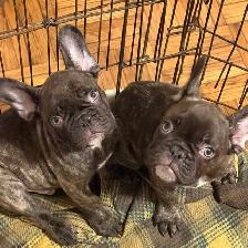 french bulldog /bulldog français - Photo 3