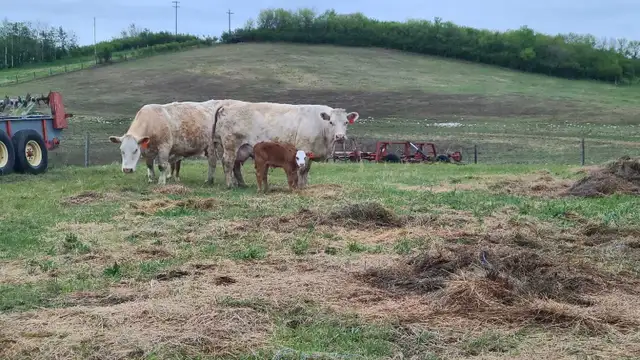 cow calf pairs