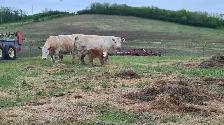 cow calf pairs
