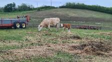 cow calf pairs - Photo 2