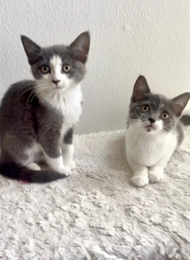 female kittens