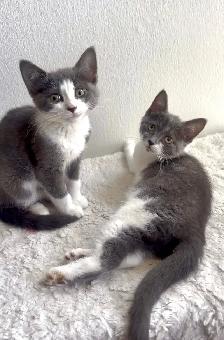female kittens - Photo 2