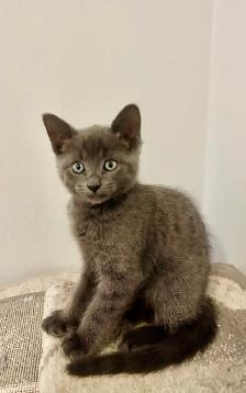 female kittens - Photo 3