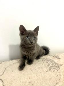 female kittens - Photo 4
