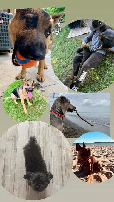 Dog Walker - Photo 2