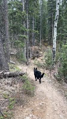 Dog Walker - Photo 3