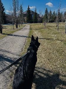 Dog Walker - Photo 4
