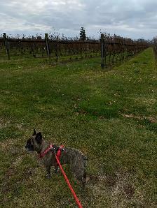 Dog Walker - Photo 7