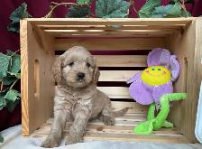 Cockapoo Puppies - Genetic Testing and Health Guarantee