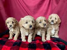 Cockapoo Puppies - Genetic Testing and Health Guarantee - Photo 2