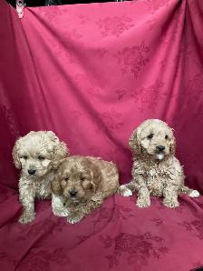 Cockapoo Puppies - Genetic Testing and Health Guarantee - Photo 3
