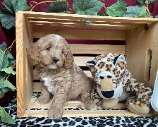 Cockapoo Puppies - Genetic Testing and Health Guarantee - Photo 4