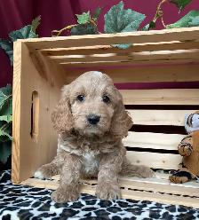 Cockapoo Puppies - Genetic Testing and Health Guarantee - Photo 5