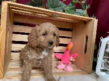 Cockapoo Puppies - Genetic Testing and Health Guarantee - Photo 6