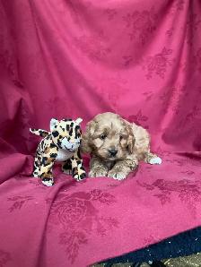 Cockapoo Puppies - Genetic Testing and Health Guarantee - Photo 7