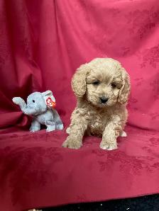 Cockapoo Puppies - Genetic Testing and Health Guarantee - Photo 8
