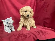 Cockapoo Puppies - Genetic Testing and Health Guarantee - Photo 9