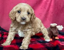 Cockapoo Puppies - Genetic Testing and Health Guarantee - Photo 10