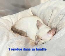 beau chaton oriental - Photo 2