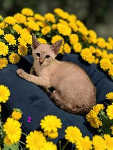 beau chaton oriental - Photo 3