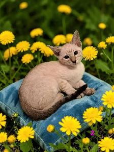 beau chaton oriental - Photo 4