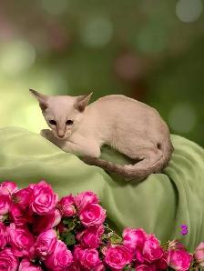 beau chaton oriental - Photo 5