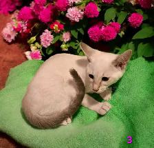 beau chaton oriental - Photo 6