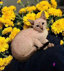 beau chaton oriental - Photo 7