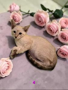 beau chaton oriental - Photo 8