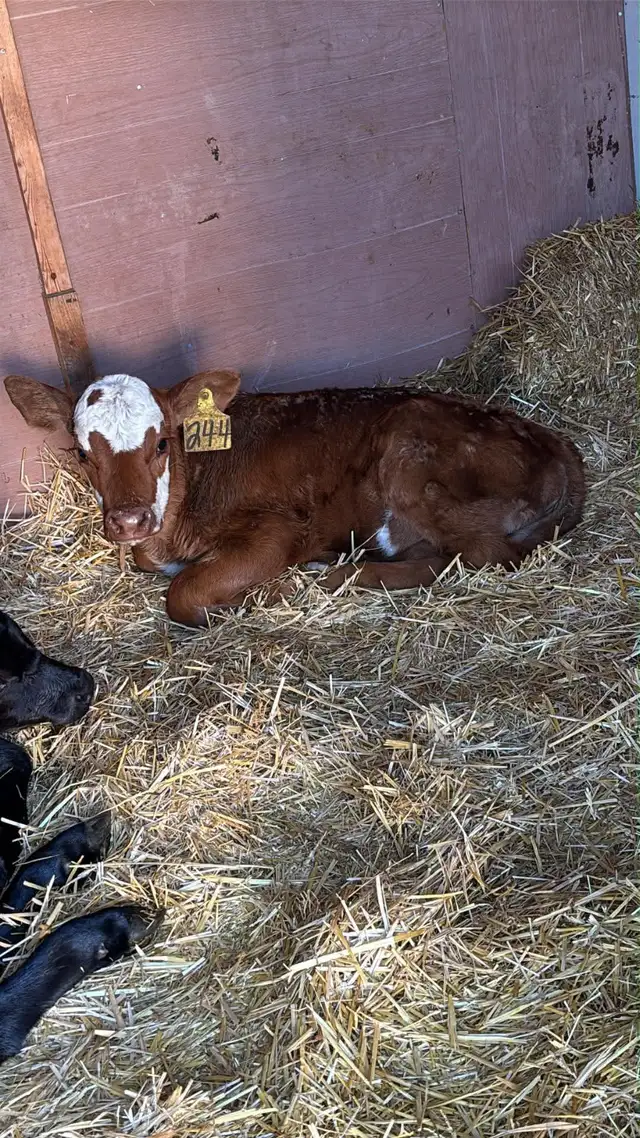 Heifer Bottle calf