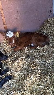 Heifer Bottle calf