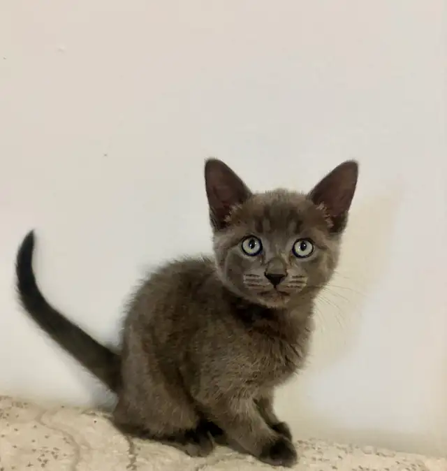 female kittens