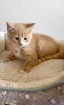 female kittens - Photo 3
