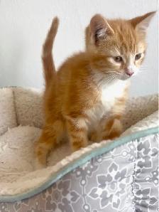 female kittens - Photo 4