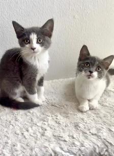 Female kittens