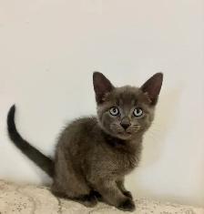 Female kittens - Photo 2