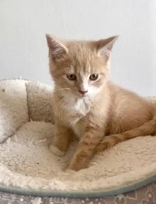 Female kittens - Photo 3