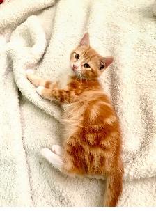 Female kittens - Photo 4