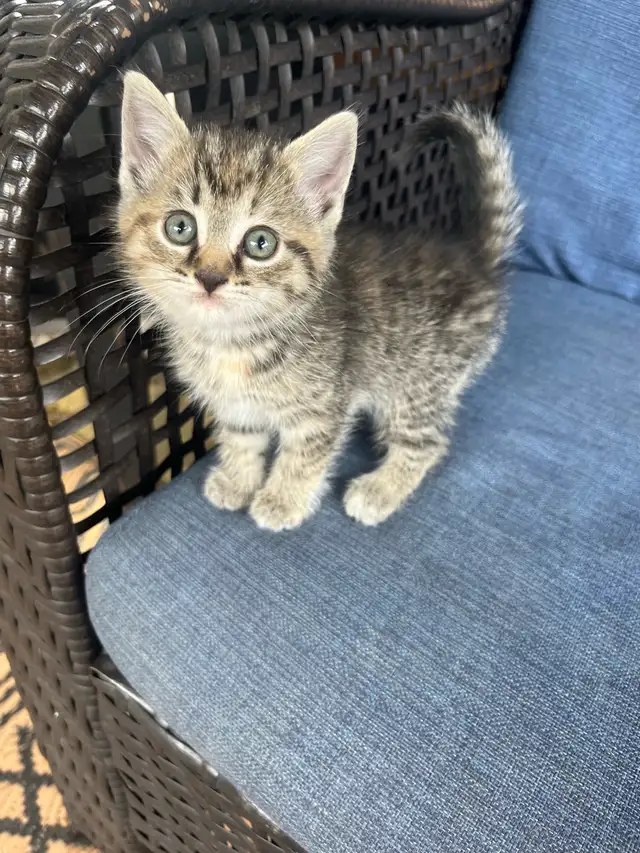 5 Adorable Kittens Ready To Go!