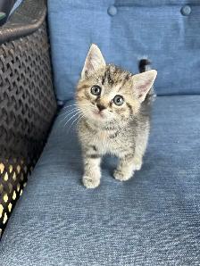 5 Adorable Kittens Ready To Go! - Photo 2
