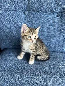 5 Adorable Kittens Ready To Go! - Photo 3