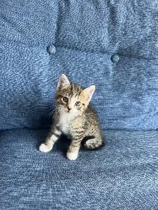 5 Adorable Kittens Ready To Go! - Photo 4