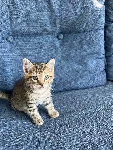 5 Adorable Kittens Ready To Go! - Photo 5