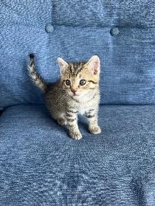 5 Adorable Kittens Ready To Go! - Photo 6