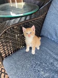 5 Adorable Kittens Ready To Go! - Photo 7