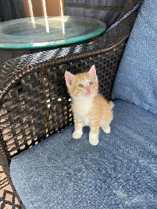 5 Adorable Kittens Ready To Go! - Photo 8