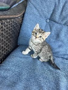 5 Adorable Kittens Ready To Go! - Photo 9