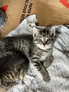 5 Adorable Kittens Ready To Go! - Photo 10