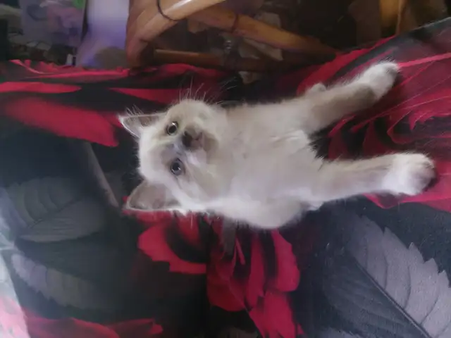 BEAUTIFUL NONSTANDARD MUNCHKIN KITTENS